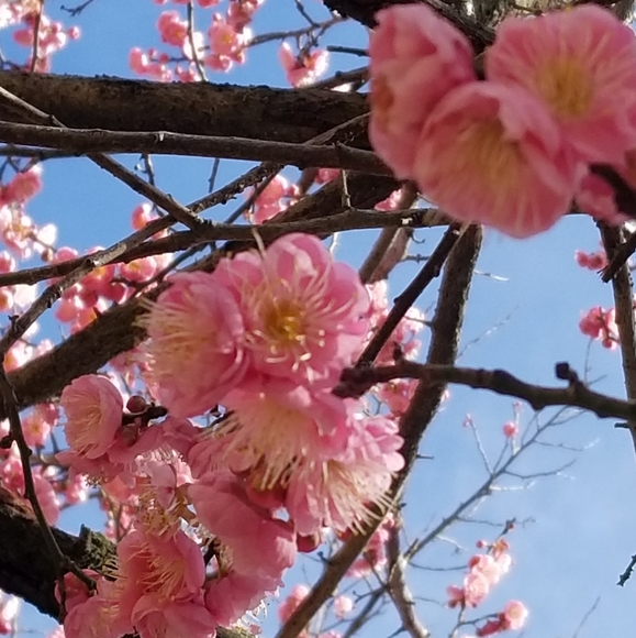 Meet your Posher, Deborah - Picture 1 of 1